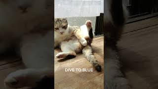 DIVE TO BLUE