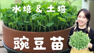 【芽苗菜】2种方法种植豌豆苗----土培和水培，13天就采收 | 2 ways to grow pea shoots at home --Soil culture and Hydroponics