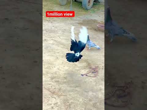 1M views Roller pigeon #beautiful #pigeon #pigeonbreeds #whitepigeon #pigeontypes #kabootar #rollerp