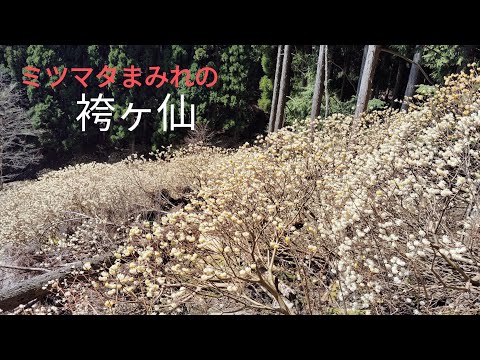 【登山】ミツマタ群生の袴ヶ仙