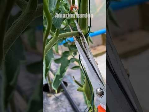 Removing leaves on tomatoes, when and how to do it #tomato #tomatoes #removing