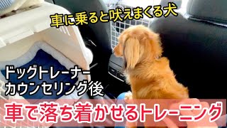 【車の中で吠える犬】車に乗るだけで大興奮！まずは落ち着いて過ごしてもらう車トレーニング