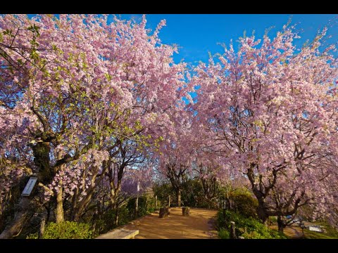 大美和の杜の枝垂れ桜 2024.04.12