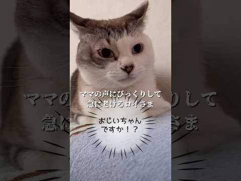 100%噛みつかれるワニワニパニック #ねこ動画 #cat #保護猫 #ワニワニパニック #子どもと猫 #おもしろい動物 #おじいちゃん顔 #ねこ