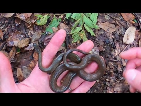 黒光りするヒバコンダを捕獲！おろちんゆー氏に同業者として激写された山で生き物探ししてみた