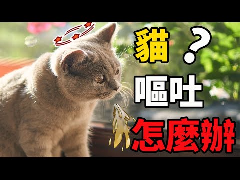 貓吐了怎麼辦？有的貓咪嘔吐並不是生病了！