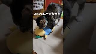 エントリーNo.57！ぽちゃです！【推し猫グランプリ】