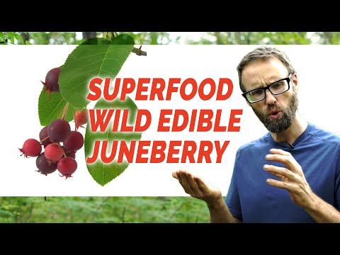 Juneberry Superfood Wild Edible: AKA Sugarplum, Shadberry, Saskatoon, Serviceberry,  Amelanchier