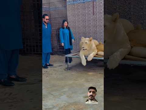 #lion #tiger #zoo #animals #animallover #animal #funny #khushivermadancinggirl #newmusicrelease