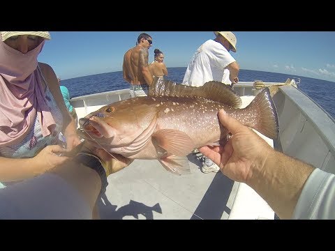 Queen Fleet Charter, Clearwater,FL - NON STOP ACTION