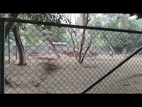 सांभर हिरण Patna Zoo #zoo #patnazoo #patna #shorts #viralvideo