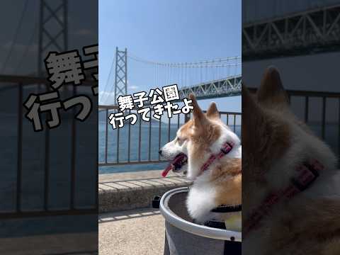 綺麗な眺めを見れて、癒されました🤗よければ、続きも見てくださいねぇ〜🐶#日産サクラ #日産sakura #コーギー #犬動画 #わんこ #わんこ動画 #コーギー大好き #ドライブ散歩