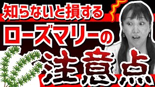 【ローズマリーの注意点】知らないと本当に損する「ローズマリー」の注意点を解説します！【ローズマリーの学名/品種/禁忌】