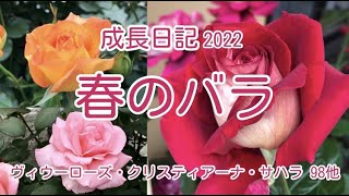 【春のバラ】5月の１番花クリスティアーナ・サハラ 98・ヴィウーローズ成長日記♪