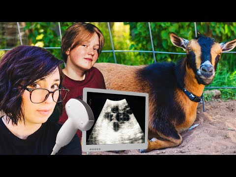 Did our BREEDING EXPERIMENT work? 🤞🏻(ultrasound day for the miniature goats)