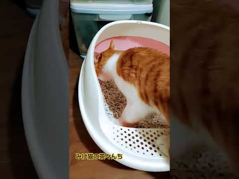 調査してる猫たちと邪魔する子猫　#子猫#猫のいる暮らし #三毛猫#茶トラ#funny