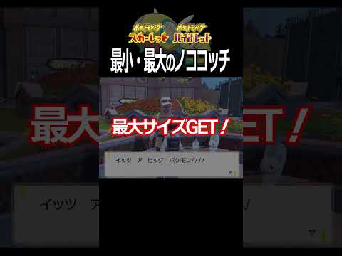 【大きさ比較】ノココッチ編【ポケモンSV】#Shorts