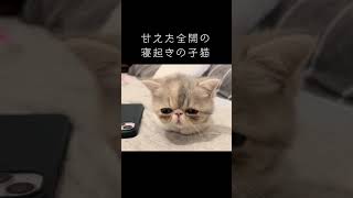 【子猫】寝起きの甘えた全開モード #shorts #子猫 #kitten #エキゾチックショートヘア