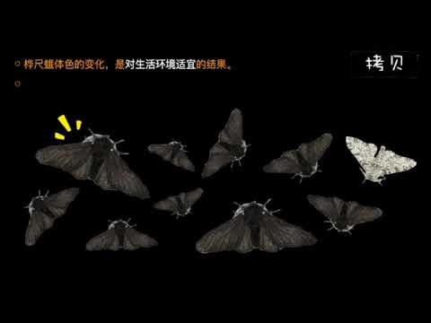 分析生物進化的一個實例  【中學生物】