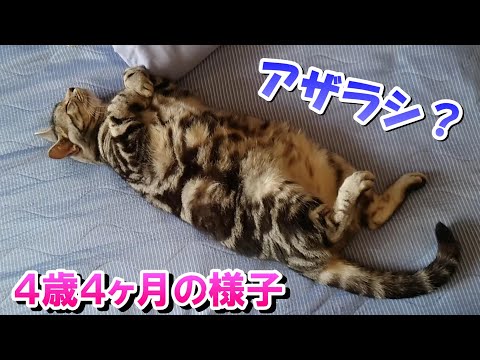 ４歳４ヶ月の様子（アメリカンショートヘアのソラ）