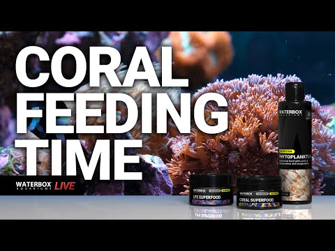 Live Coral Feeding. Episode #192