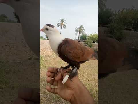 #kabootar #pigeon #whitepigeon #bird #beautiful