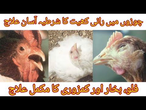 Chuzo m Ranikhet ki bimari ka ILAJ , PEHCHAN ar RANKHET VACCINE || Newcastle Disease | ND in Poultry