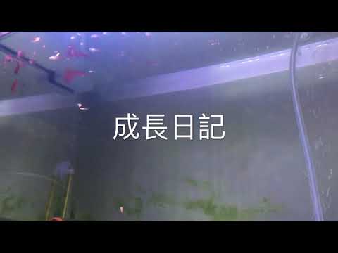 孔雀魚成長日記