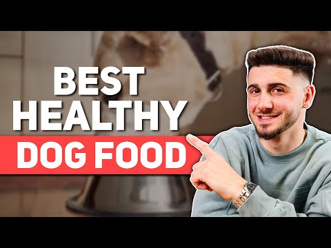 Best Healthy Dog Food in 2025