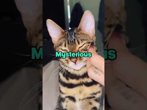 Top 3 Most Mysterious Cat Breeds #shorts