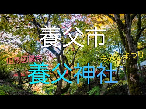 【兵庫県養父市】但馬最古の神社の１つ・養父神社の絶景紅葉散歩/ Walking in Yabu Shrine in Yabu City, Hyogo Japan