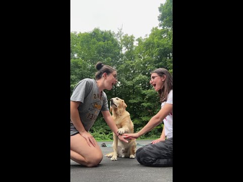 Hands in challenge with our dog!