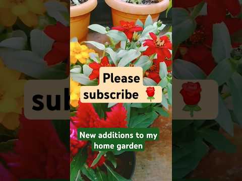 3 Colourful must have flowering plants in Home garden 😍🌹🌷 #shorts