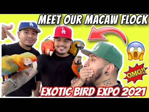 Meet Our Macaw Flock & Our Adventure To The Exotic Bird Expo #Macaws #Birds #ExoticBirdExpo