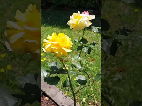 明丽恬静的黄玫瑰 Bright and peaceful yellow rose. #rose #flowers #nature #玫瑰花 #花朵 #自然