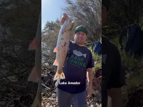 Spring Fishing at Lake Amador‼️ #california #fish #fishing #video #trout #lightning #shorts #new #pb