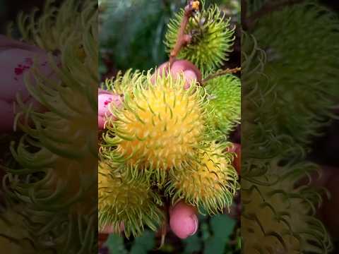 yellow rambutan😋💛#gardendreams #youtubeshorts #yellowrambutan #rambutan #fruit #wayanad #trending