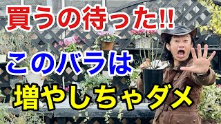 【初心者が買うならこれ】バラを今年増やしたい方は必ず見て下さい　　　【カーメン君】【園芸】【ガーデニング】【初心者】