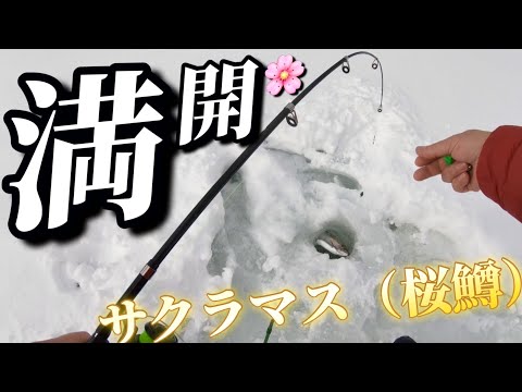 満開！全開！サクラマス（桜鱒）！ワカサギも最高記録！