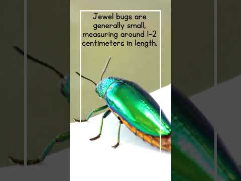 Jewel bug #jewelbug #bugs #insects #amazinganimals #viral #shorts #shortsfeed