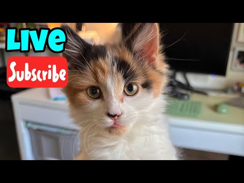 TGIF - Friday Fluff - Live Stream