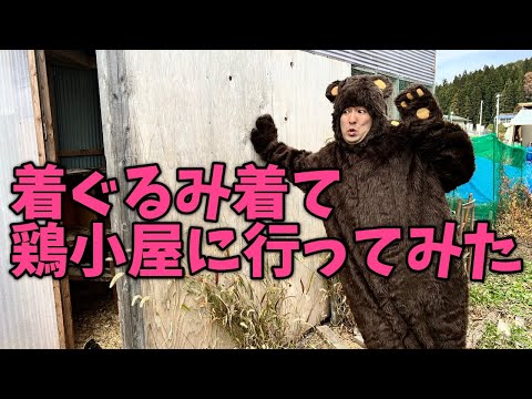 熊の着ぐるみ着て、鶏小屋に行った時のニワトリの反応が面白すぎた