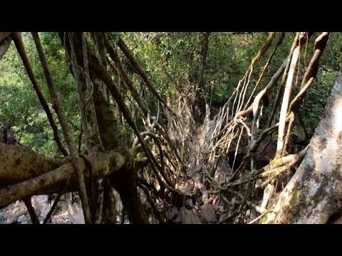 不小心就長成橋的樹，在這個地方不用建橋樑，而是種一座樹橋