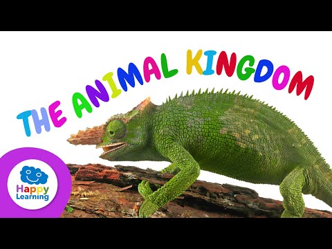 EVERYTHING YOU NEED TO KNOW about THE ANIMAL KINGDOM | Happy Learning 🐷🐒🐞🦎🦅