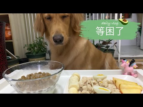 金毛吃饭饭，狼吞虎咽，光盘行动