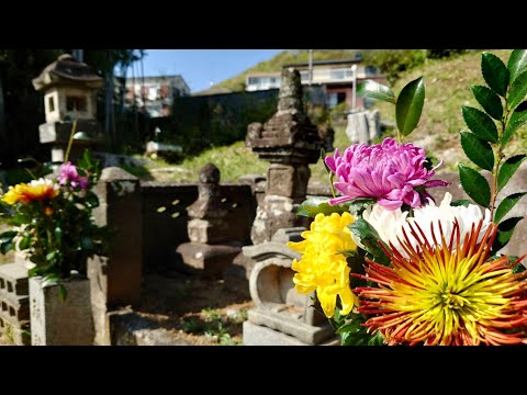 北条宗時 函南 お墓詣り 菊の花色とりどり 20230403 宗時神社 思いは早雲へ