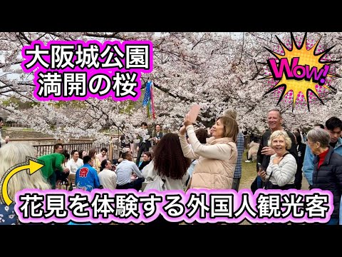 花見を楽しむ外国人観光客 待望の桜満開の大阪城公園 2024年