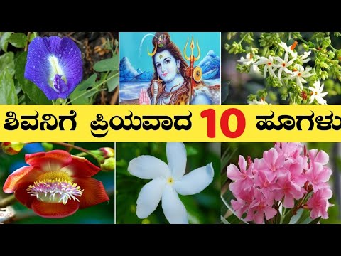 ಕಾರ್ತಿಕ ಮಾಸದ ವಿಶೇಷ | ಶಿವನಿಗೆ ಪ್ರಿಯವಾದ ಪುಷ್ಪಗಳು | Karthika masam | Favourite flowers of Lord Shiva