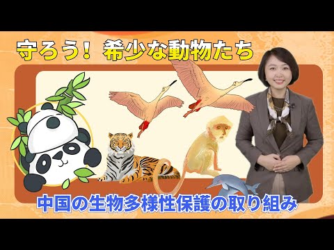 【AちゃんのChinanow】守ろう！希少な動物たち 中国の生物多様性保護の取り組み